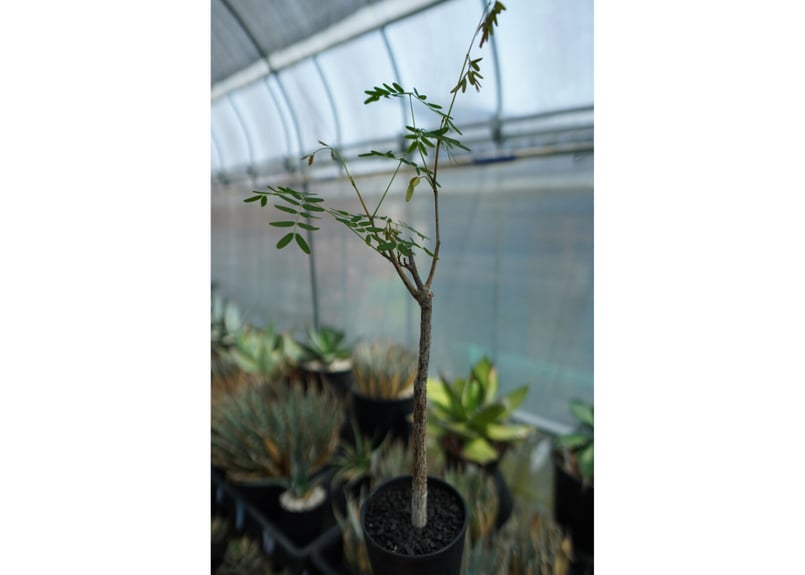 デロニクス プミラ Delonix pumila | mana's farm:塊根植物・アガベ