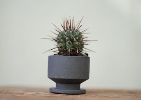 Euphorbia horrida