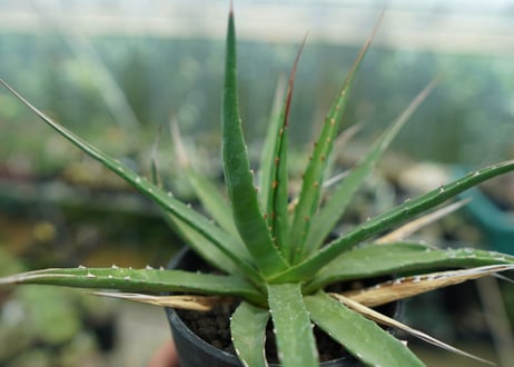 アガベ　ユタエンシス　Agave uthaensis　No.10