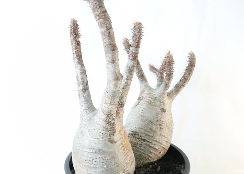 双頭】パキポデウム・グラキリス パキポディウム グラキリス 双頭株