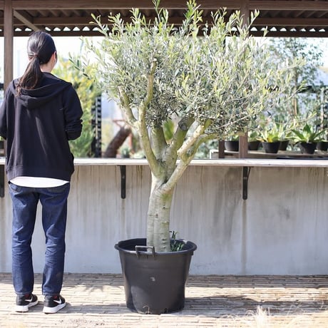 小豆島産国産オリーブ　2011年実生