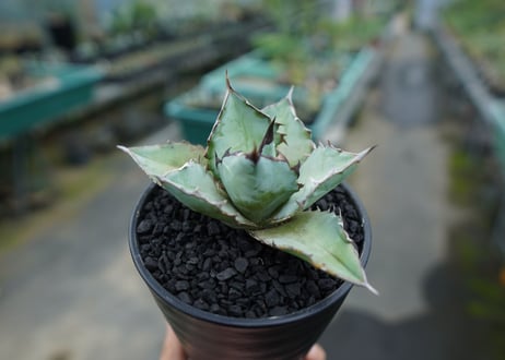 アガベ　チタノタ　ブルー　agave titanota Blue