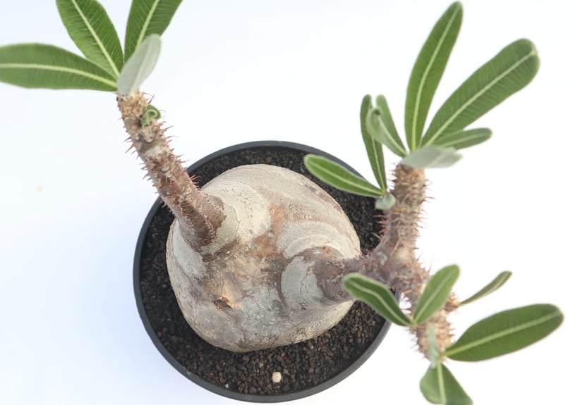 パキポディウム グラキリス no.21 | mana's farm:塊根植物・アガベ