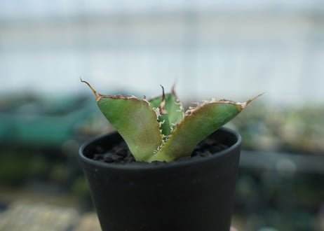アガベ　チタノタ　白鯨　Agave titanota White whale　No.4