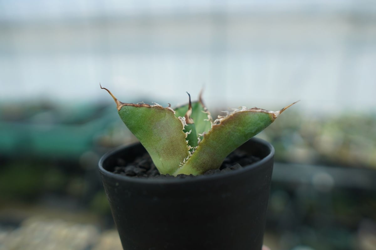 アガベ チタノタ 白鯨 Agave titanota White whale No.4 | m