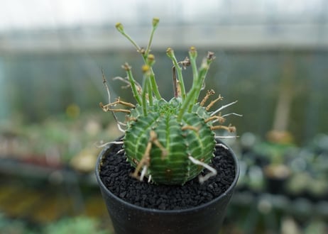 ユーフォルビア　バリダ　Euphorbia valida　No.2