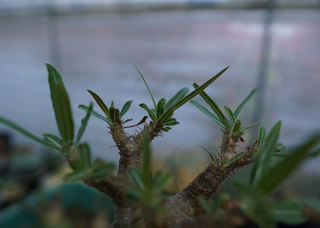 パキポディウム　グラキリス　Pachypodium  Gracilius No.3
