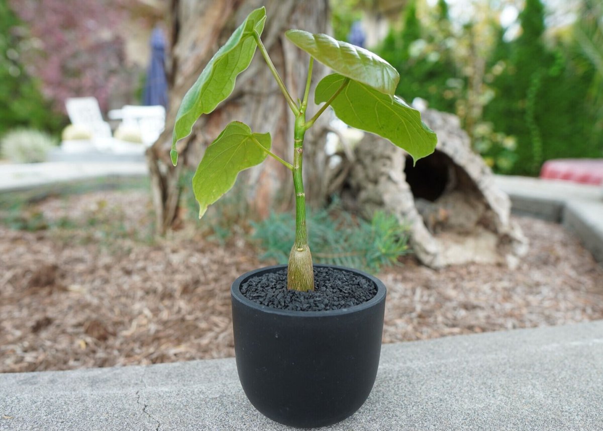 沖縄実生株】プセウド ボンバックス Pseudo bombax | mana's farm