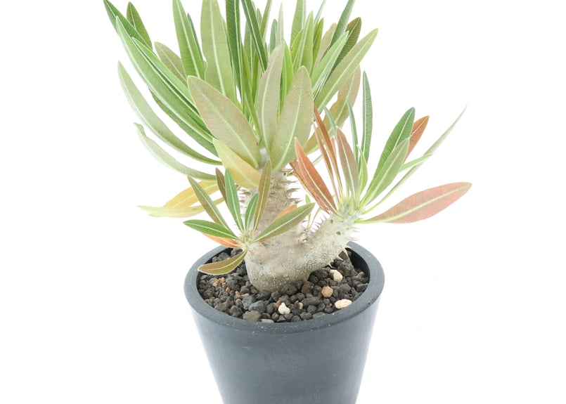 パキポディウム イノピナツム 国内管理10年超 パキポディウム イノピナツム | hanayoshi-botanical