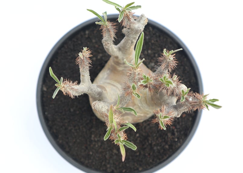 パキポディウム グラキリス no.26 | mana's farm:塊根植物・アガベ