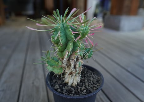 ユーフォルビア　ササガニマル　Euphorbia pulvinata