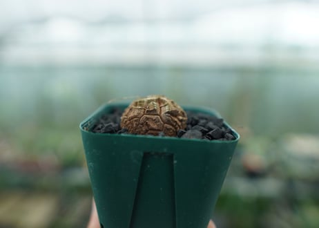 亀甲竜　Dioscorea elephantipes　No.4