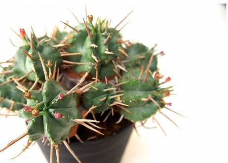 Euphorbia pulvinata 笹蟹丸