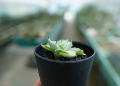 アガベ　王妃雷神錦　Agave　“Ohi Raijin Nishiki ”　No.2