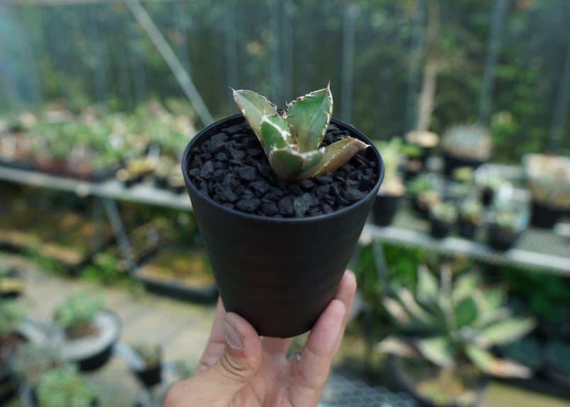 アガベ チタノタ 鬼爪雪峰 Agave titanota “Onitsume Yukimin...