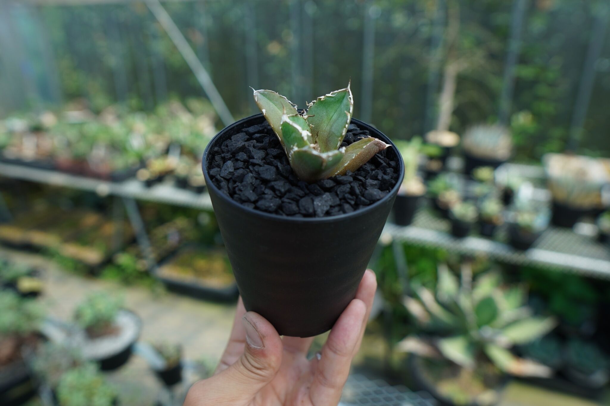 アガベ チタノタ 鬼爪雪峰 Agave titanota “Onitsume Yukimin