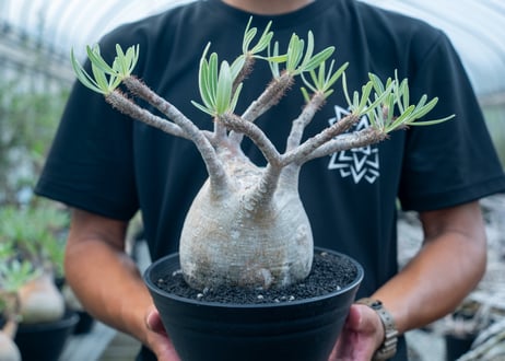 パキポディウム　グラキリス　 Pachypodium Gracilius  No.6