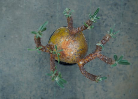 パキポディウム　グラキリス　 Pachypodium Gracilius  No.1