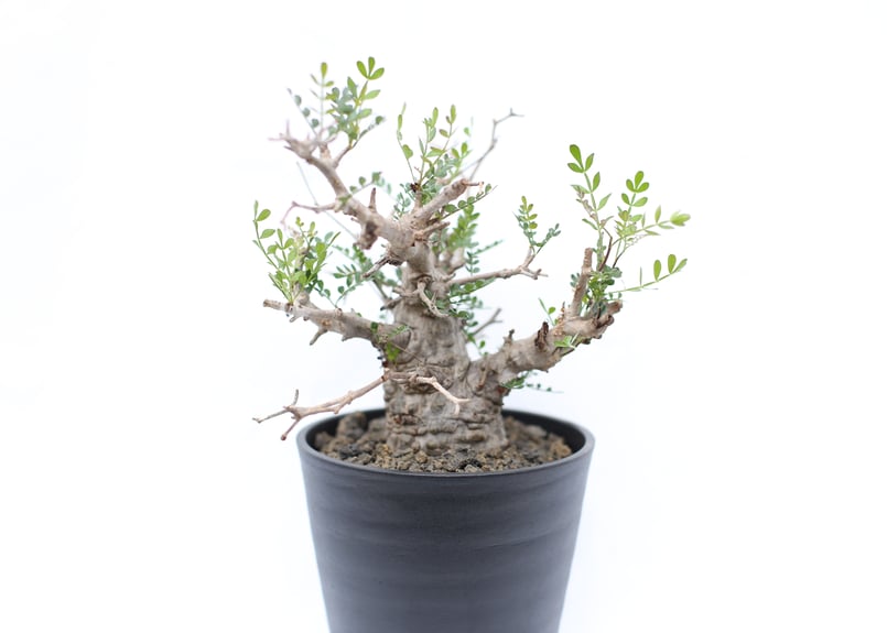 オペルクリカリア パキプス 実生　塊根植物 ロ876 「実生」オペルクリカリア パキプス 特A【5年株・種から