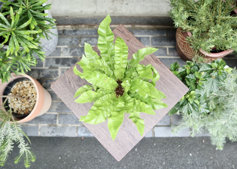 エメラルド　ラブブ10個 アスプレニウム エメラルドウェーブ | mana's farm:塊根植物・アガベ