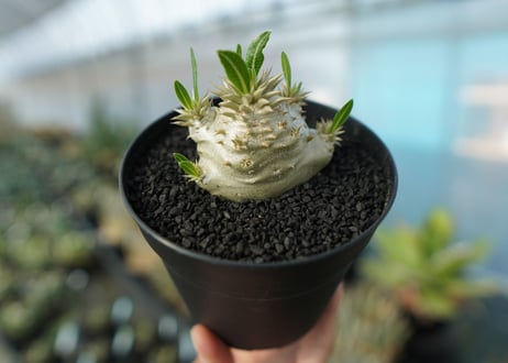 パキポディウム　恵比寿大黒　Pachypodium Densicaule　No.10