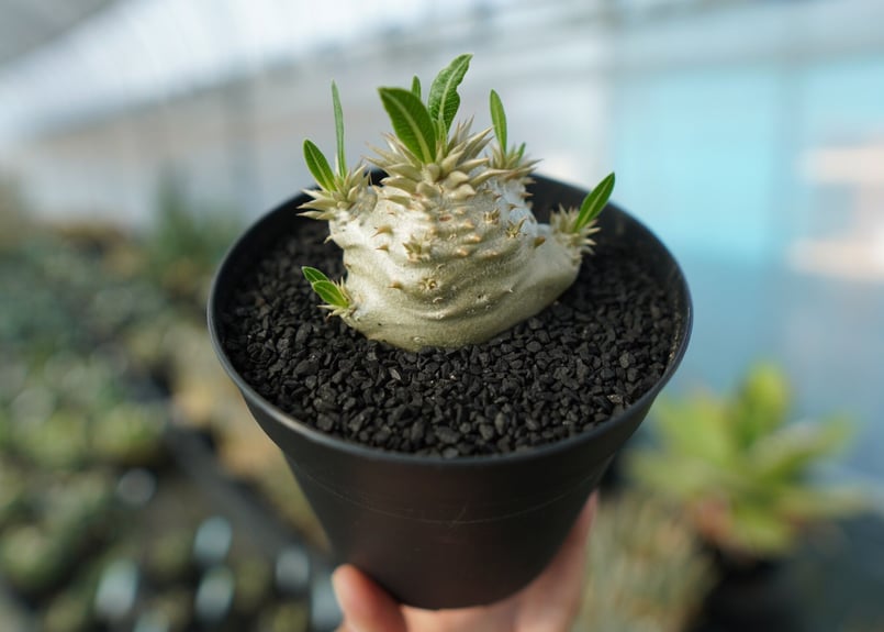 パキポディウム 恵比寿大黒 Pachypodium Densicaule No.10 | ma