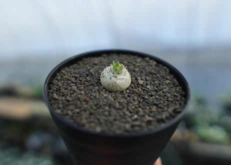 パキポディウム　恵比寿笑い　Pachypodium brevicaule　No.2