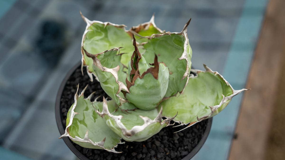 アガベ チタノタ ブラックアンドブルー | mana's farm:塊根植物