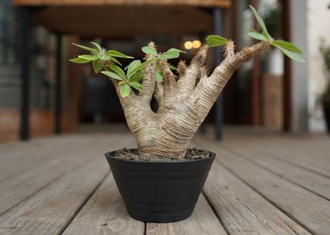 パキポディウム マカイエンセ　Pachypodium makayense