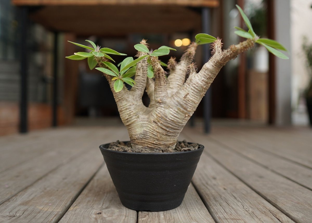 パキポディウム マカイエンセ Pachypodium makayense | mana's f