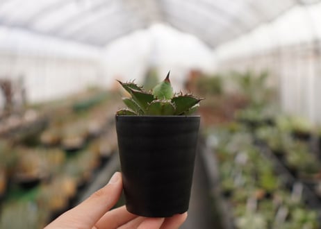 Agave titanota ” Black flame"