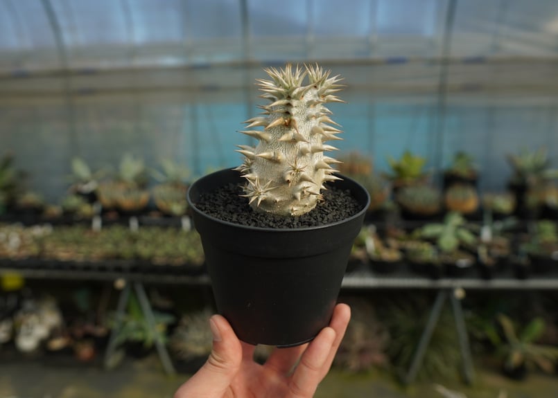 パキポディウム 恵比寿大黒 Pachypodium Densicaule | mana's f