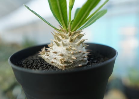 パキポディウム　恵比寿大黒　Pachypodium Densicaule　No.3