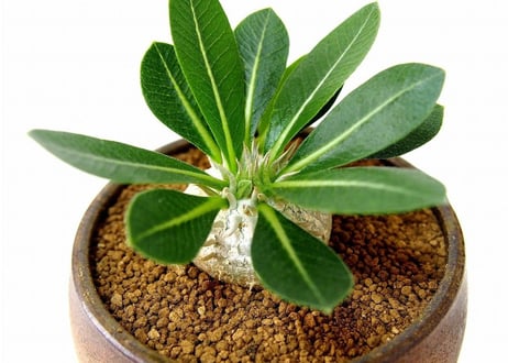 パキポディウム エブレネウム　Pachypodium eburneum  №2(白花)