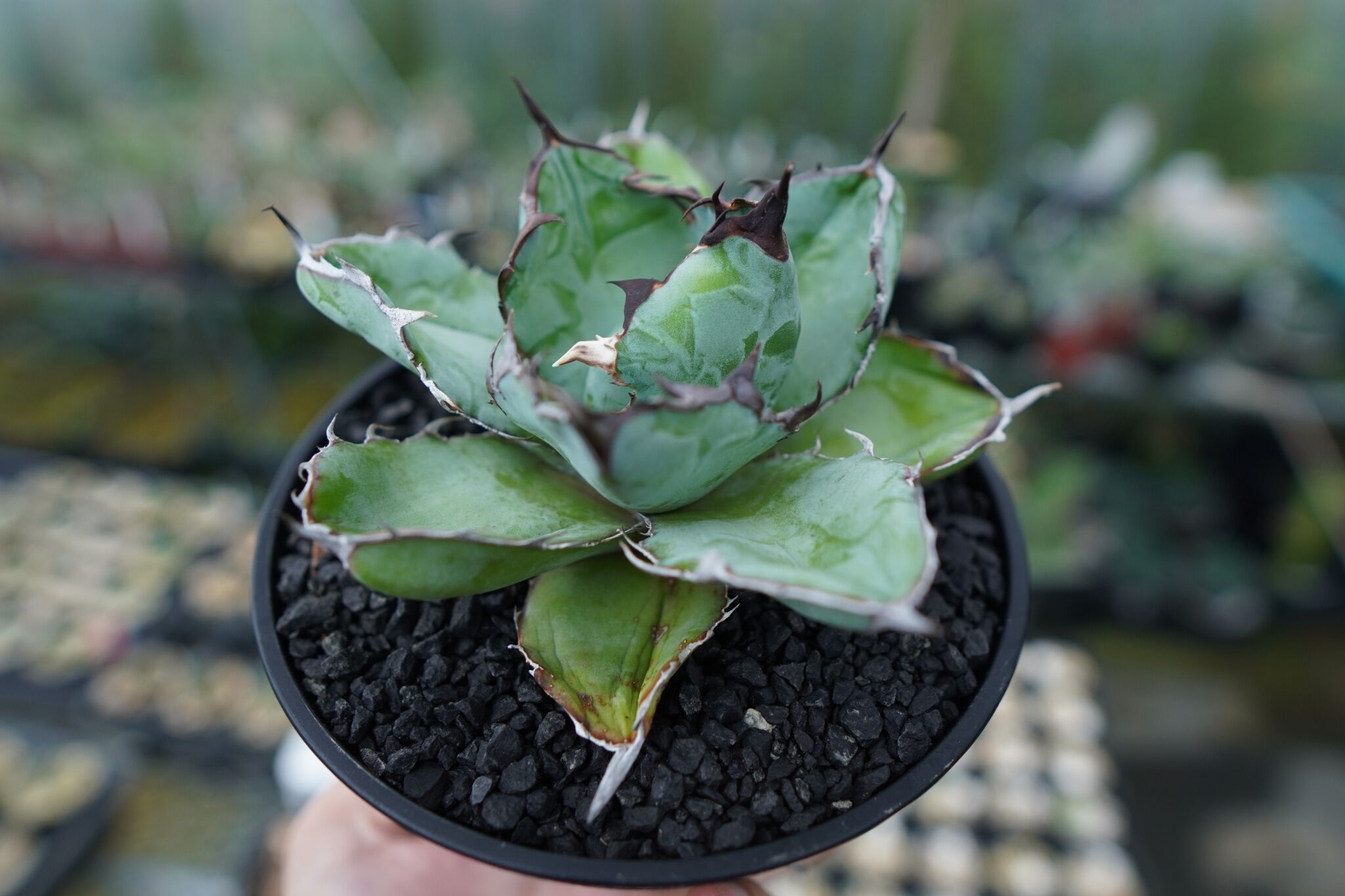 アガベ チタノタ ブラックアンドブルー Agave titanota black and