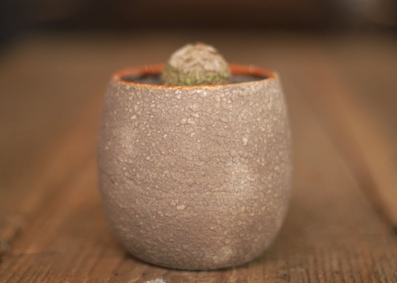 亀甲竜 Dioscorea elephantipes ミニ | mana's green:塊根 亀甲竜 Dioscorea elephantipes ミニ | mana's green:塊根