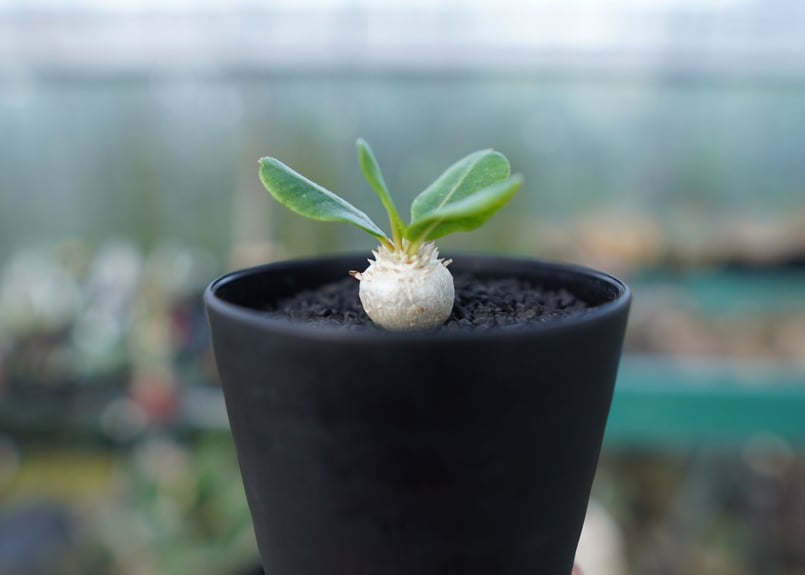 パキポディウム 恵比寿笑い Pachypodium brevicaule No.3 | man
