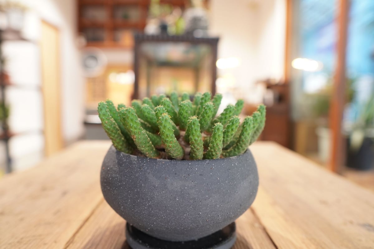 九頭竜 Euphorbia inermis | mana's farm:塊根植物・アガベ・ド