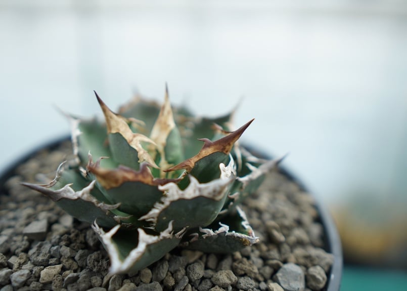 アガベ チタノタ FO-76 Agave titanota FO-76 No.2 | man