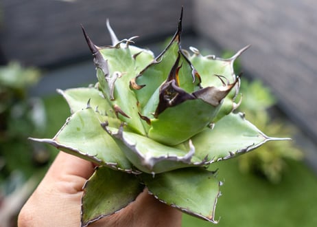 Agave ハデス 黒獄 Ｂ NO.2    (G)