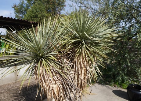 ユッカ　ロストラータ　ヒドラ　yucca rostrata　NO.2