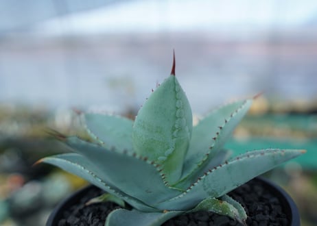 アガベ　ドラゴントゥース　Agave Dagontoes　No.4