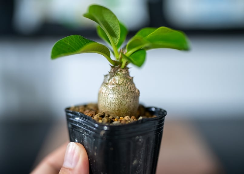 パキポディウム ウィンゾリー 沖縄実生 | mana's farm:塊根植物