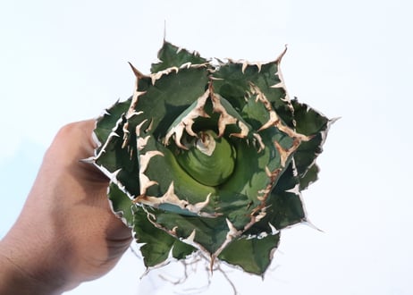 Agave titanota FO-76 compacta dwarf　№2