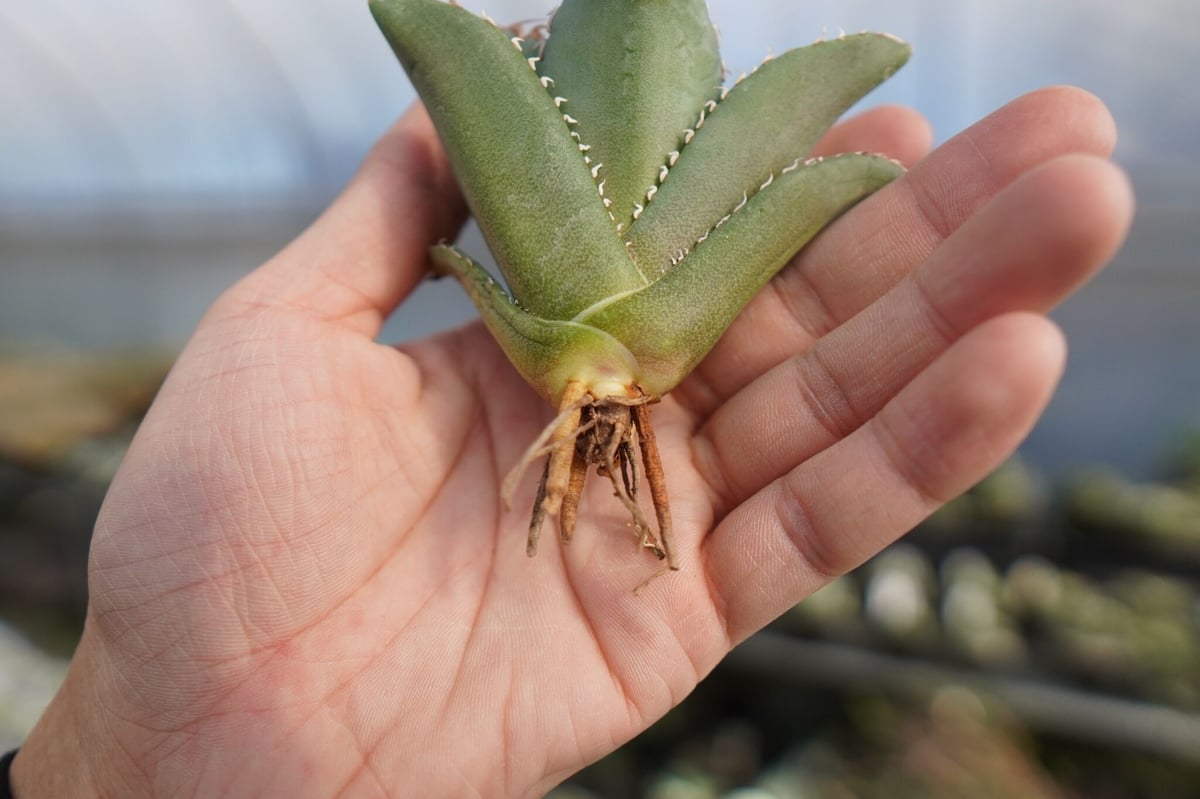 agave titanota 獅子光 lion light No.1 | mana