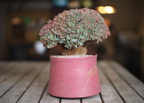 エケベリア  ジャイアントブルー 石化　 Echeveria  Giant Blue
