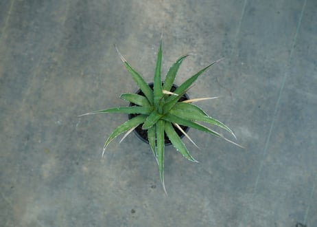 アガベ　ユタエンシス　Agave uthaensis　No.10