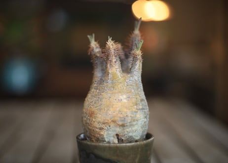 グラキリス　 Pachypodium Gracilius