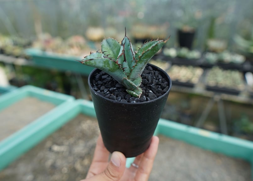 アガベ チタノタ ブラックアンドブルー Agave titanota black and