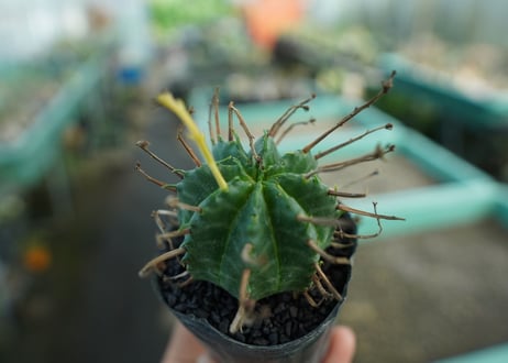 ユーフォルビア　スーパーバリダ　Euphorbia super valida  No.10